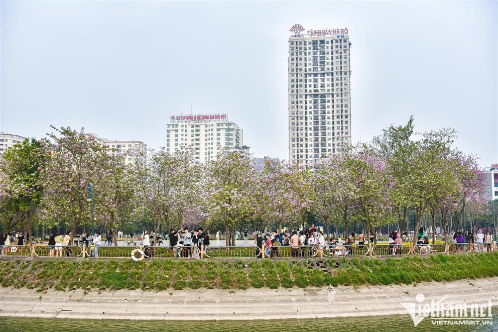 Hoa ban phủ tím góc công viên Hà Nội, cảnh đẹp ngỡ ngàng như trời Âu-3