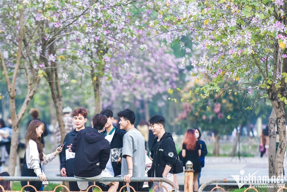 Hoa ban phủ tím góc công viên Hà Nội, cảnh đẹp ngỡ ngàng như trời Âu-6