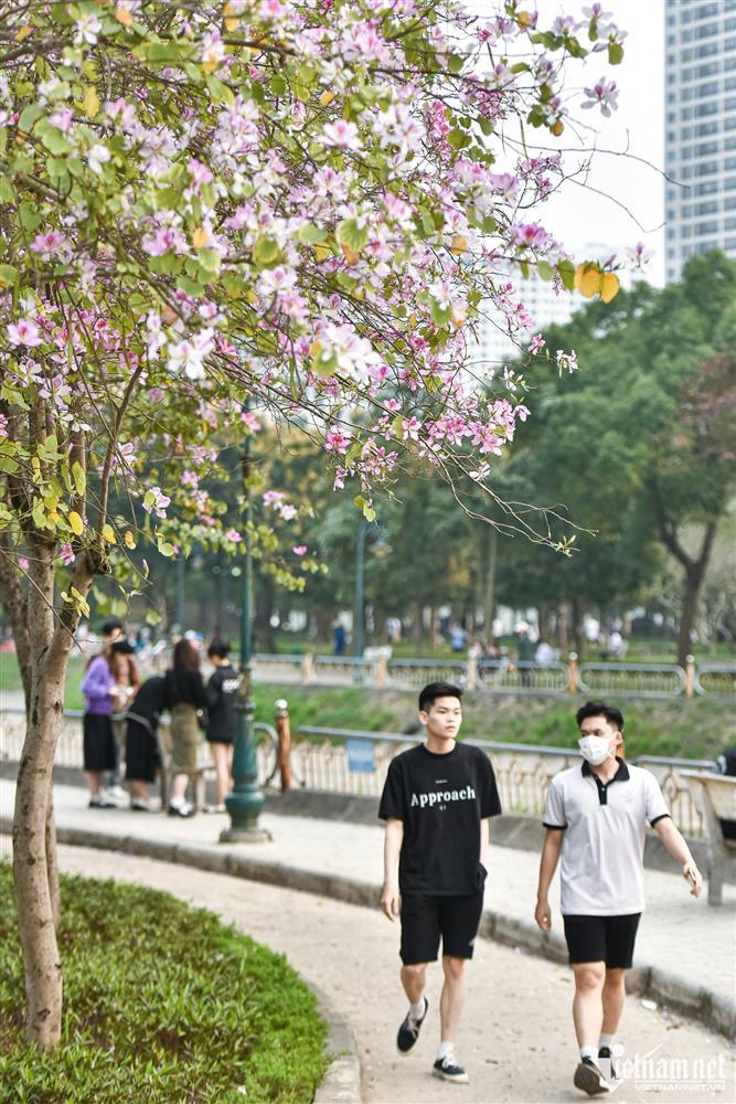 Hoa ban phủ tím góc công viên Hà Nội, cảnh đẹp ngỡ ngàng như trời Âu-7