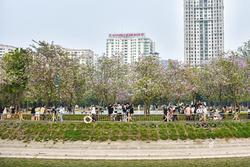 Hoa ban phủ tím góc công viên Hà Nội, cảnh đẹp ngỡ ngàng như trời Âu