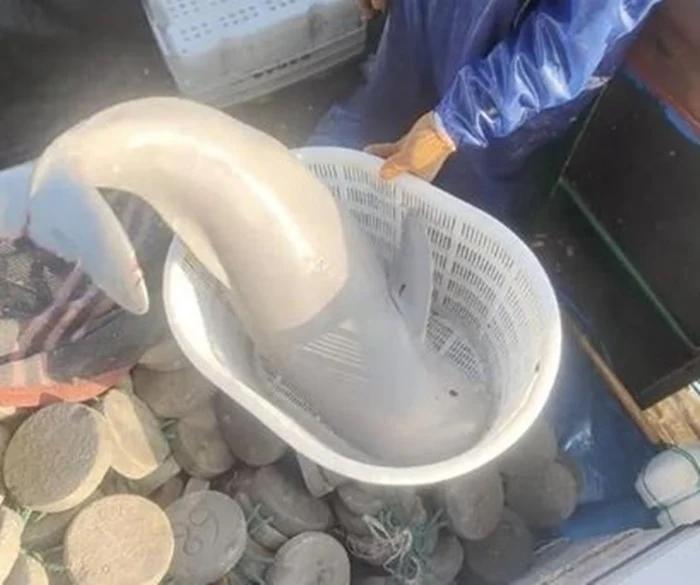 Bắt sinh vật ánh bạc khắp người, tưởng ngư tinh hóa ra cá thiên thần-1