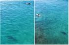 Thót tim cảnh du khách chơi lướt ván trước miệng cá mập khổng lồ