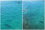 Hai du khách chết đuối khi đang lặn biển ngắm cá mập-2