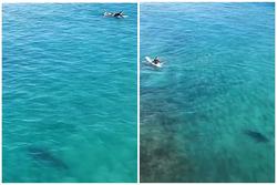 Thót tim cảnh du khách chơi lướt ván trước miệng cá mập khổng lồ