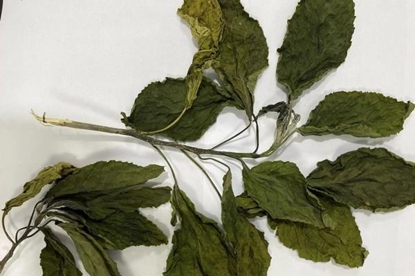 Nước dừa giải nhiệt tốt nhưng ai không nên uống?-1