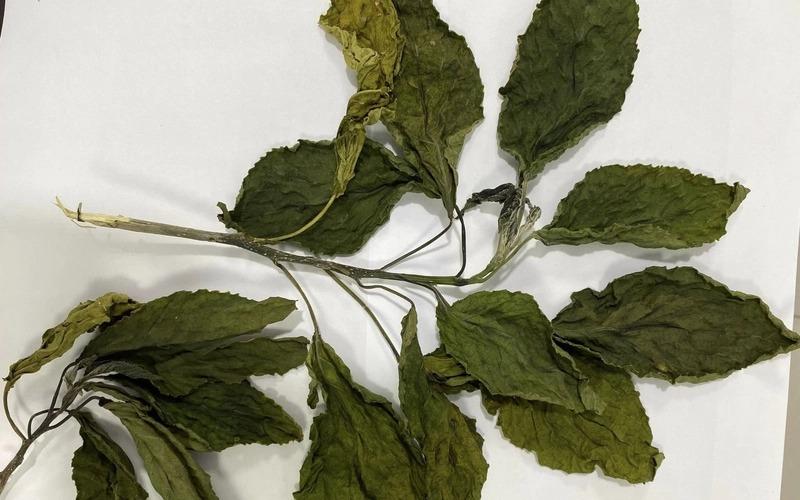 Suy gan, tổn thương thận sau khi uống lá du mại chữa… táo bón-1