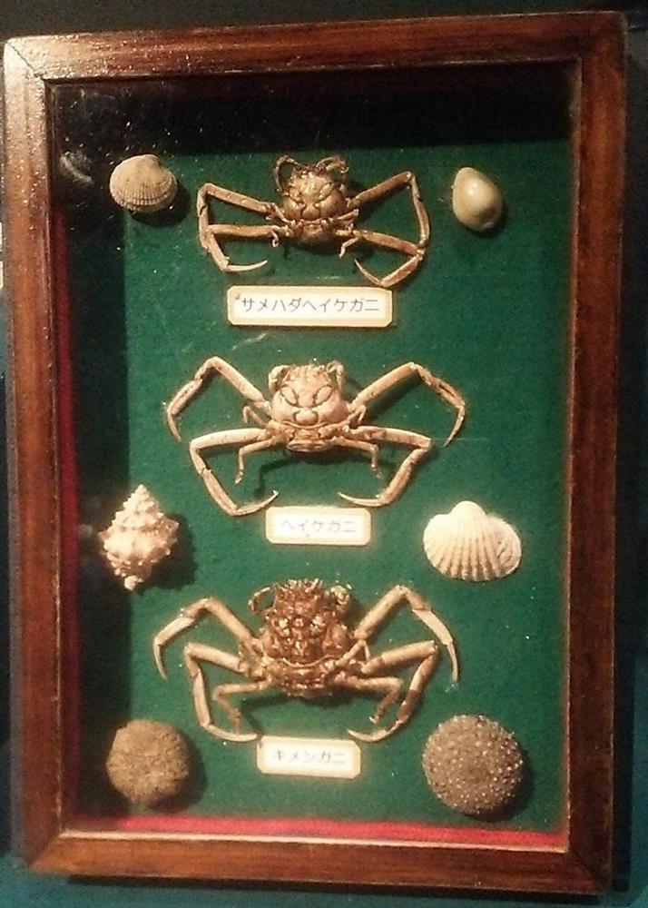 Truyền thuyết ám ảnh về loài cua Samurai có mai giống mặt người-3