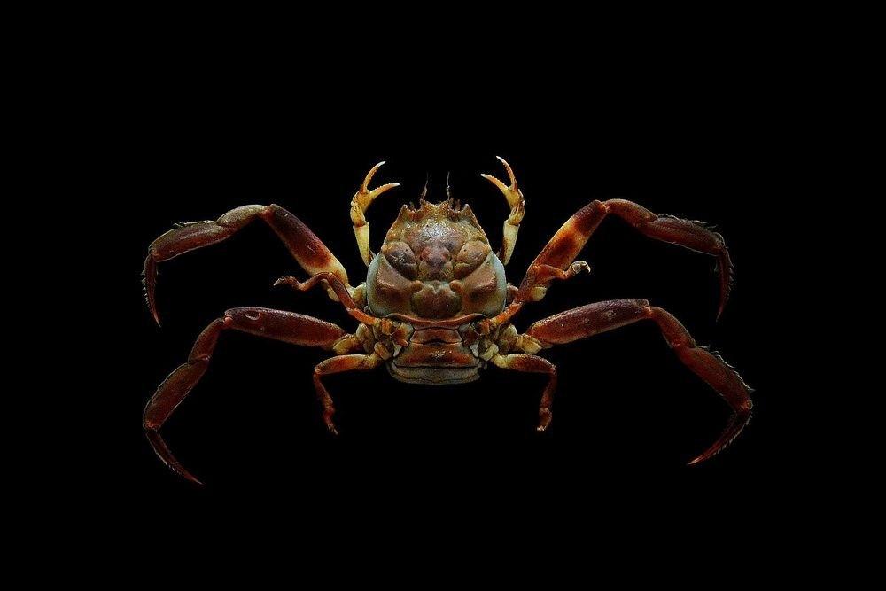 Truyền thuyết ám ảnh về loài cua Samurai có mai giống mặt người-4