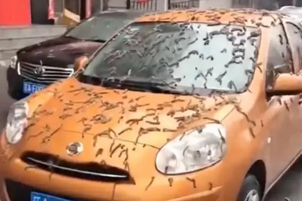 Clip: Bị xe đầu kéo tông thẳng vào người, nữ sinh vẫn thoát chết khó tin-2