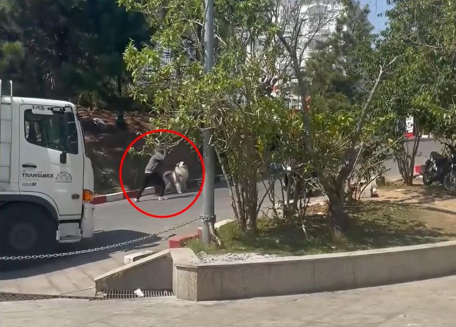 Clip: Không chịu chụp ảnh, chú chó ở Đà Lạt bị chủ đánh dã man-1