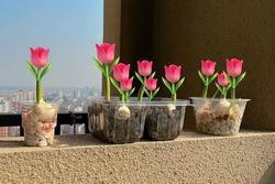 Tự trồng hoa Tulip tại nhà: Dễ chăm mà thành quả đẹp không ngờ!