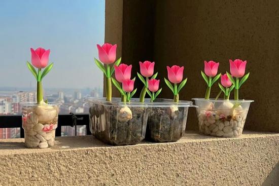 Tự trồng hoa Tulip tại nhà: Dễ chăm mà thành quả đẹp không ngờ!