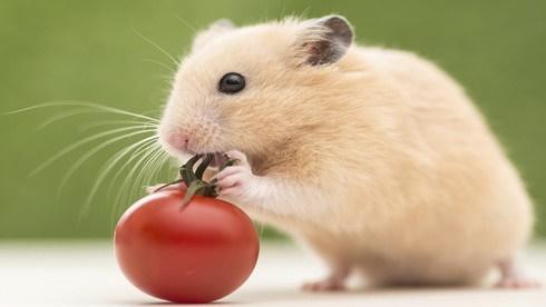 12 con giáp thứ Bảy 18/3/2023: Thân đắt hàng, Hợi ế sưng-1