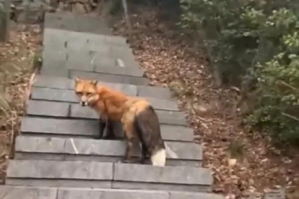 Đàn vịt trời hạ cánh rồi trượt dài như khiêu vũ trên mặt hồ đóng băng-1