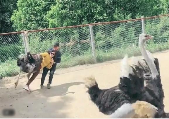 Trải nghiệm cưỡi đà điểu, trò chơi bất ổn ai xem cũng cười ngã ngửa-1