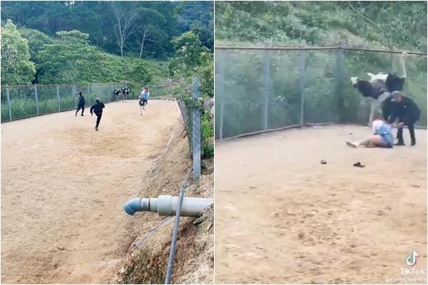 Trải nghiệm cưỡi đà điểu, trò chơi bất ổn ai xem cũng cười ngã ngửa-2