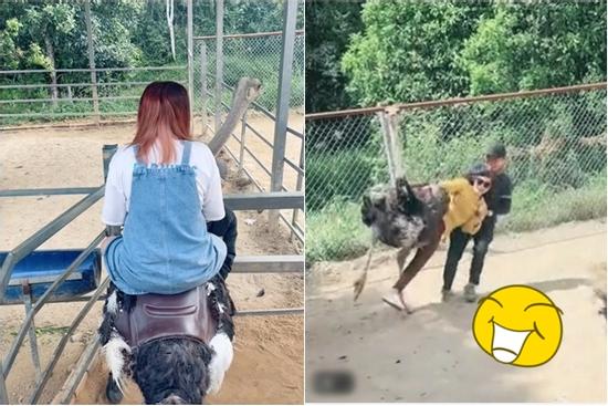 Trải nghiệm cưỡi đà điểu, trò chơi bất ổn ai xem cũng cười ngã ngửa