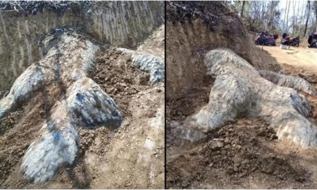 Đang làm đường, phát hiện móng rồng khổng lồ gây xôn xao-1