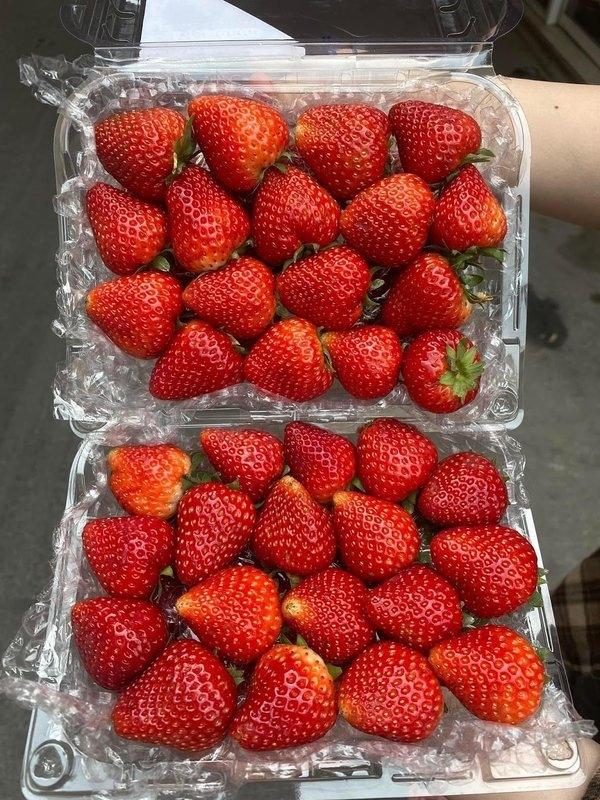 Xôn xao 2 phụ nữ nhặt dâu tây ở bãi rác, xong mang đi đâu?-1