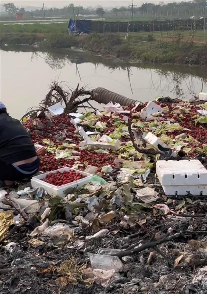 Xôn xao 2 phụ nữ nhặt dâu tây ở bãi rác, xong mang đi đâu?-3