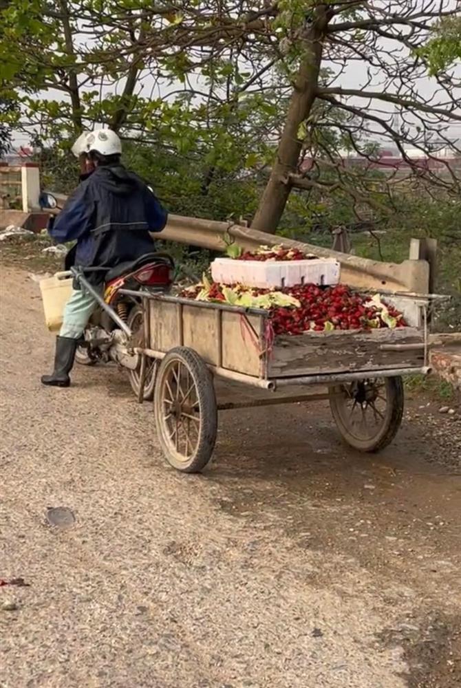 Xôn xao 2 phụ nữ nhặt dâu tây ở bãi rác, xong mang đi đâu?-4