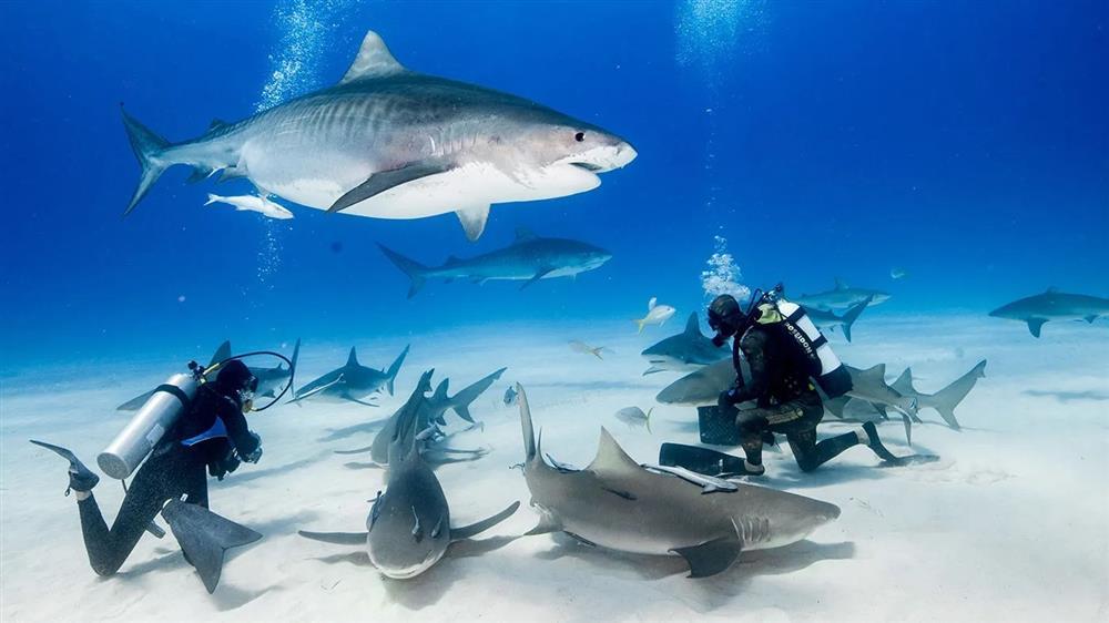 Hai du khách chết đuối khi đang lặn biển ngắm cá mập-1
