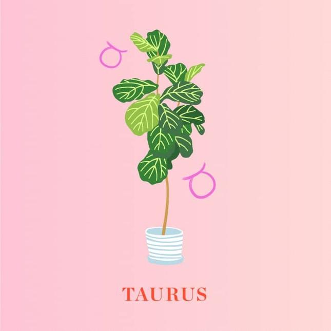 Sao Kim tiến vào cung Kim Ngưu: Trái tim bạn đã sẵn sàng đón nhận tín hiệu vũ trụ?-2