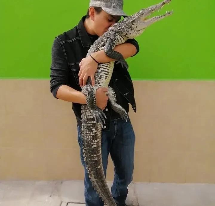 Nuôi cá sấu làm thú cưng, ăn ngủ ngay trong nhà-1