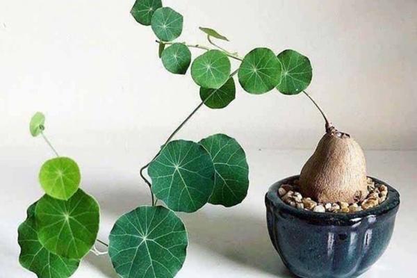 Loại cây xấu xí nhà giàu thích rước về, người nghèo chê mang vứt-1