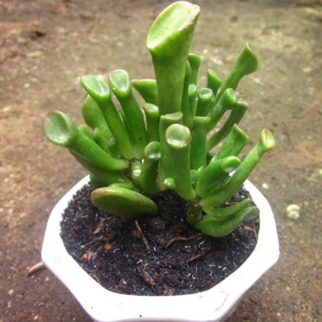 Loại cây xấu xí nhà giàu thích rước về, người nghèo chê mang vứt-3