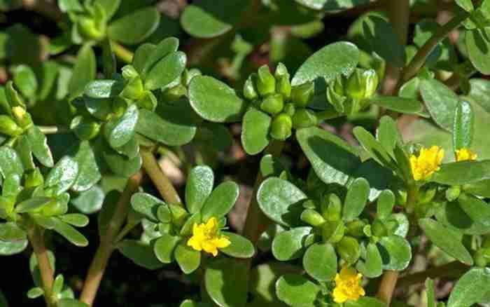 Loại rau dại nhiều người cho gia súc ăn nhưng không ngờ là thần dược-1