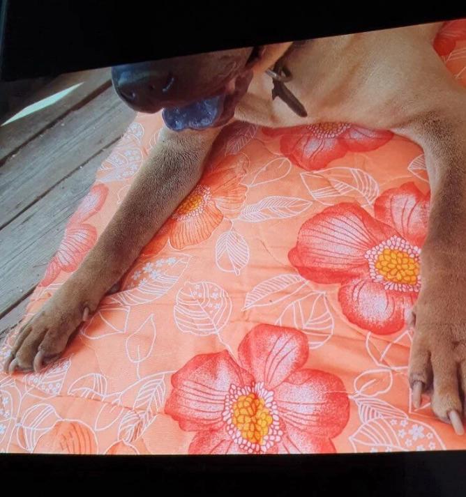 Nghi vấn G-Dragon ngược đãi thú cưng được làm sáng tỏ-4