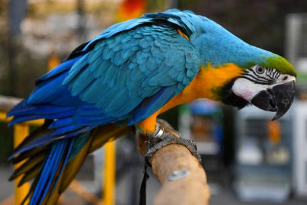 Lỳ kỳ vụ án vẹt tố giác, 2 người lĩnh án tù chung thân-1