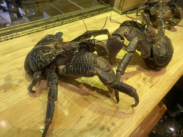 Loài cua biết leo cây, bắt chuột, nhìn kì dị nhưng lại là đặc sản-1