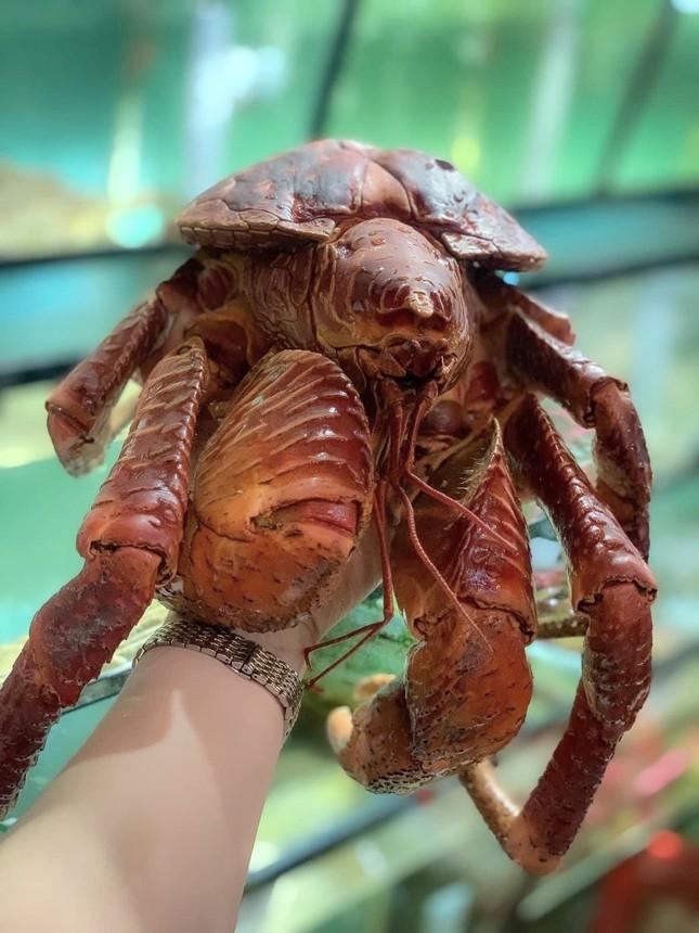 Loài cua biết leo cây, bắt chuột, nhìn kì dị nhưng lại là đặc sản-3