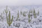 Sa mạc nóng nhất Bắc Mỹ có tuyết rơi dày tới 10 cm, điều gì xảy ra?