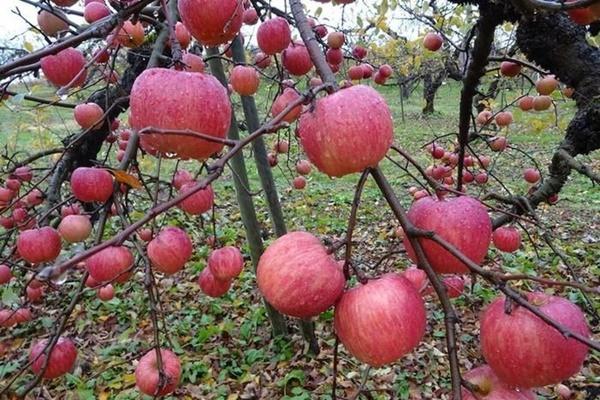 Thay đổi bất ngờ nếu bạn ăn mỗi ngày 1 quả táo-2