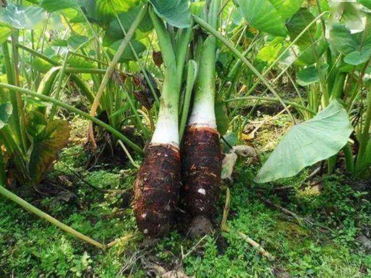 7 loại rau củ giá cực đắt, chỉ có nhà giàu mới vung tiền mua-6