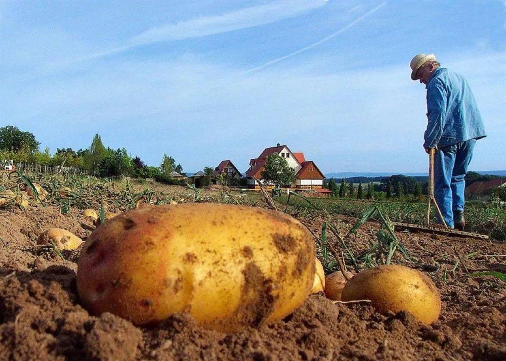 7 loại rau củ giá cực đắt, chỉ có nhà giàu mới vung tiền mua-3