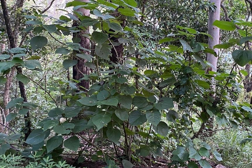 Nữ du khách đau đớn suốt 9 tháng do ngã vào loài cây cực độc-2