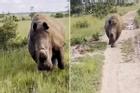 Tê giác khổng lồ chạy hết tốc lực rượt đuổi, du khách la hét thất thanh