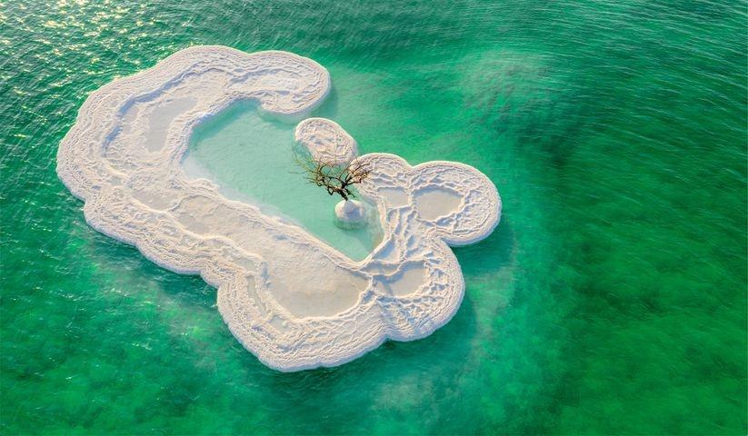 Cây sự sống duy nhất tồn tại trên đảo muối giữa Biển Chết-1