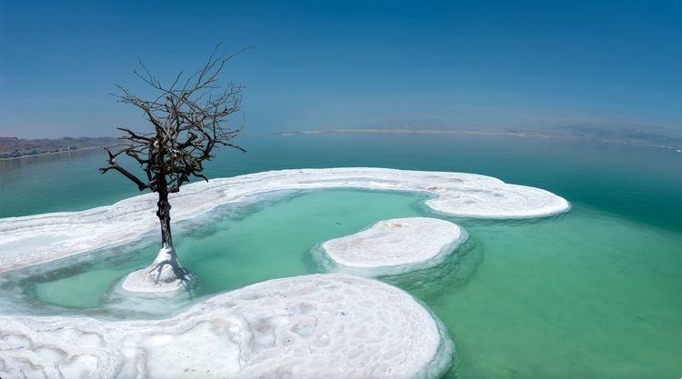 Cây sự sống duy nhất tồn tại trên đảo muối giữa Biển Chết-2