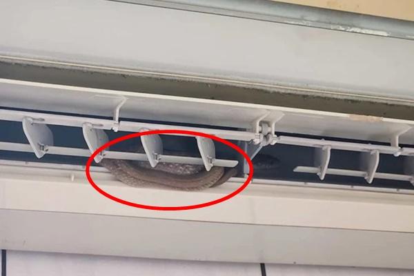 Đang bay thì phát hiện rắn hổ mang cực độc, phi công xử lý cực tỉnh táo-2