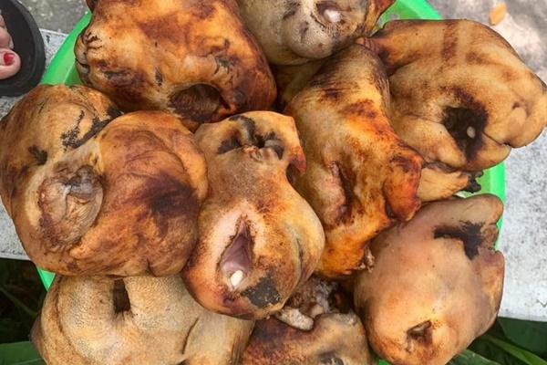 Trâu bạch tạng cao tới 1,8m được rao bán với giá hơn nửa triệu USD tại Thái Lan-2