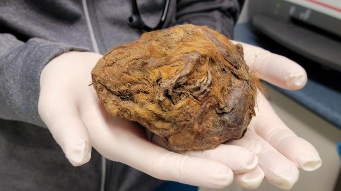 Sự thật về xác ướp yêu tinh 30.000 năm không tan rã trong mỏ vàng-1