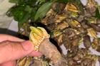 Độc đáo ốc móng rồng, nhiều người lùng ăn ở Khánh Hòa