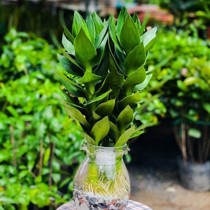 Cây phong thủy cho gia chủ mệnh Thủy chiêu tài, gặp may mắn-2