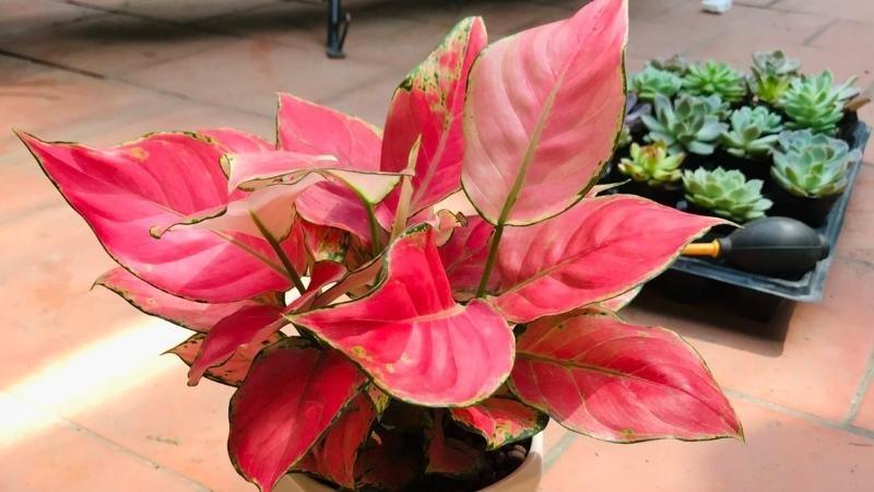 Cây phong thủy cho gia chủ mệnh Thủy chiêu tài, gặp may mắn-3