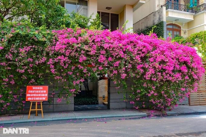 Giới trẻ đổ xô đến nhà hoa giấy gây sốt, chủ nhà ở TPHCM kêu cứu-1